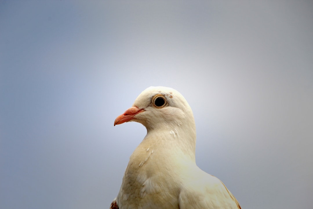Photo Pigeon racing